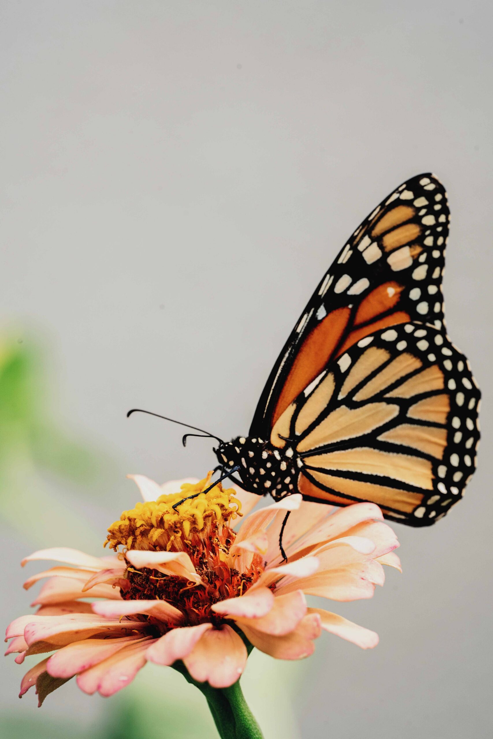 Recovering from Chronic Pain